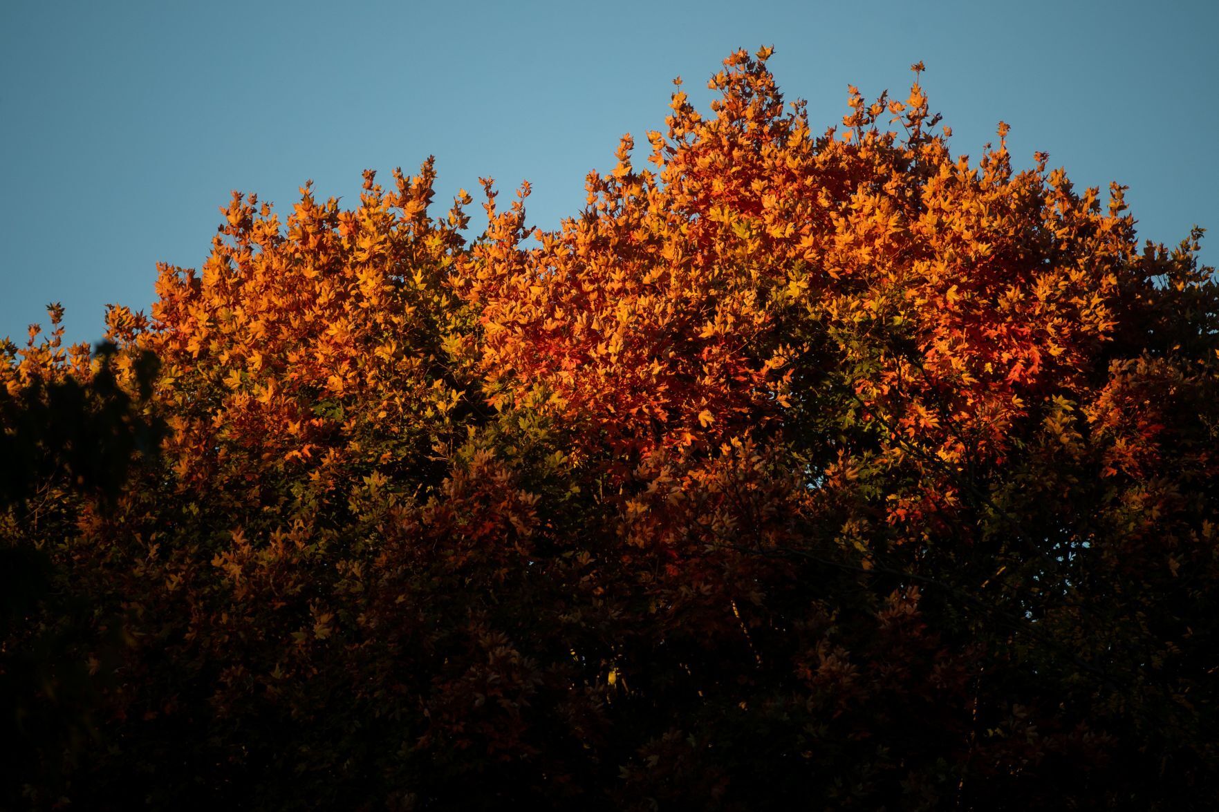 Nature Color
